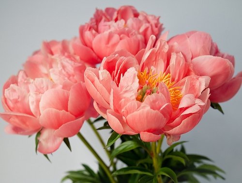 Peonies