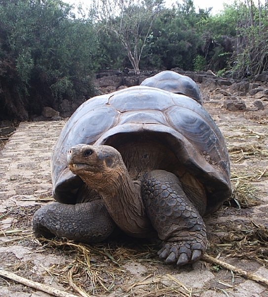 Galapagos Tortoises