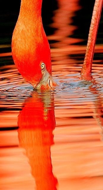 Orange Flamingo