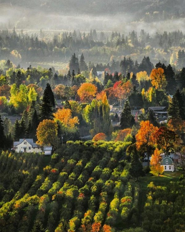 nature, leaf, autumn, tree, morning,