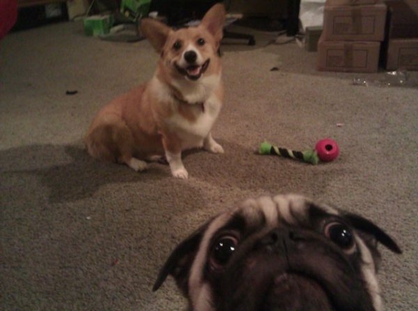 Corgi + Pug