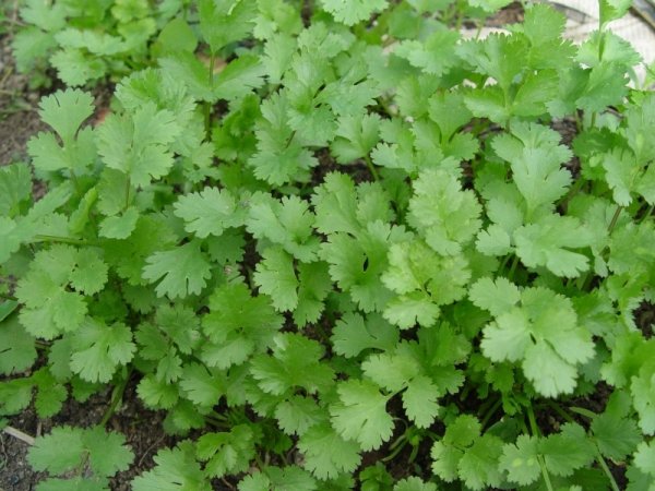 Cilantro