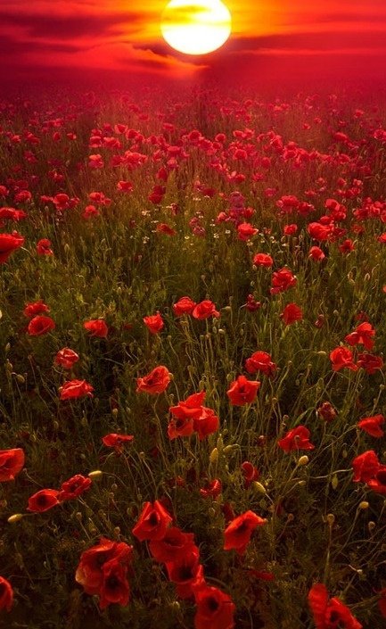 Red Poppies