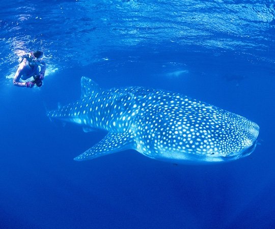 Swim with the Ocean’s Gentle Giants on Ningaloo Reef