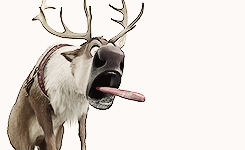 deer, reindeer, mammal, antler, horn,