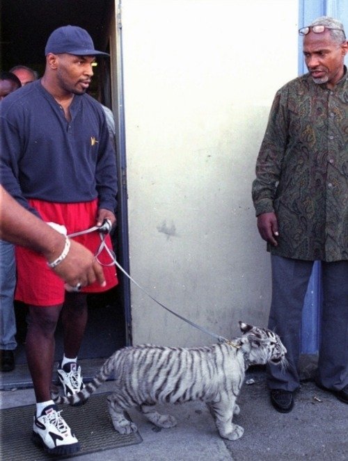 Mike Tyson - Tigers