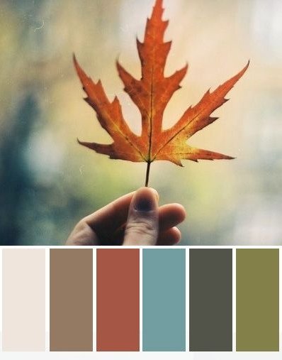 tree,maple leaf,leaf,plant,season,