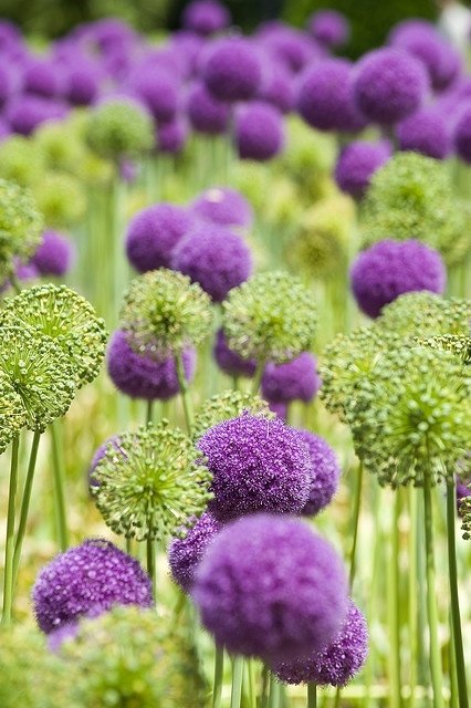 Purple Alliums