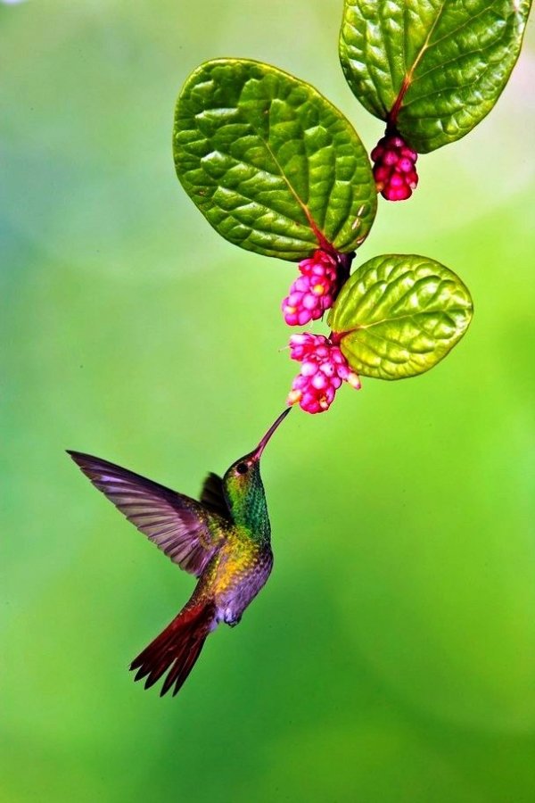 Rufous Tailed Hummingbird