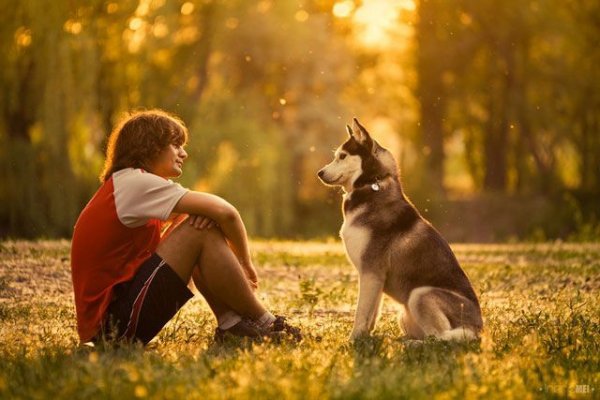 mammal,dog,dog like mammal,meadow,autumn,