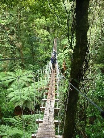 Rotorua Canopy Tours