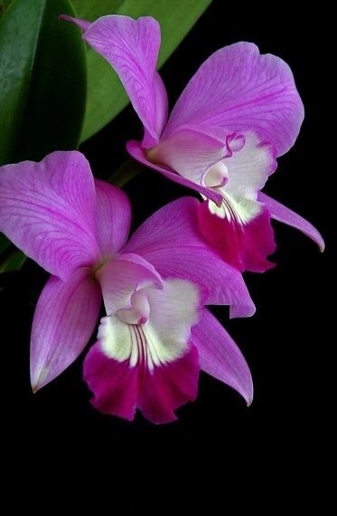 Laeliocattleya