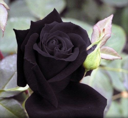 Black Rose