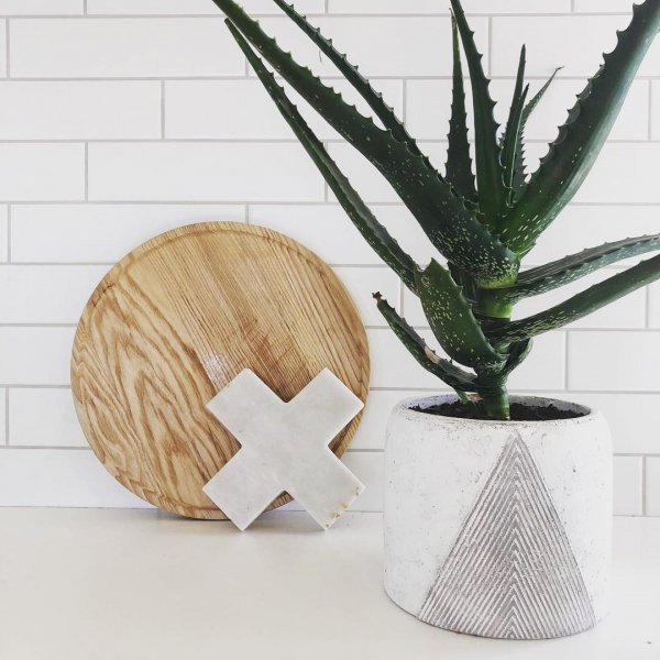 plant, flowerpot, aloe, vase,