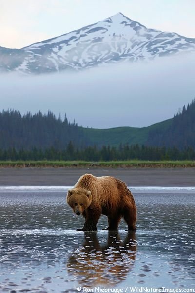 Brown Bear