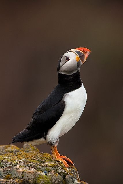 Proud Puffin