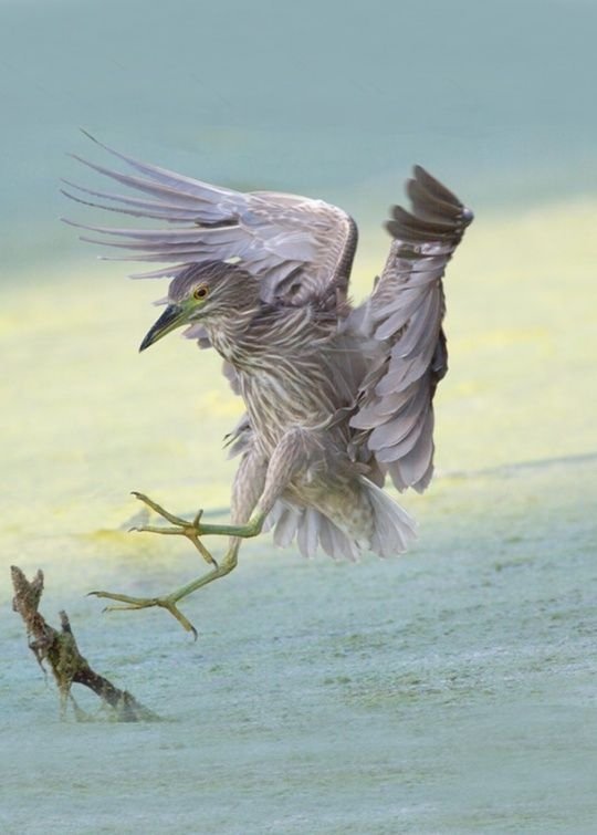 Night Heron