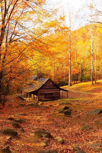 nature, autumn, leaf, deciduous, path,