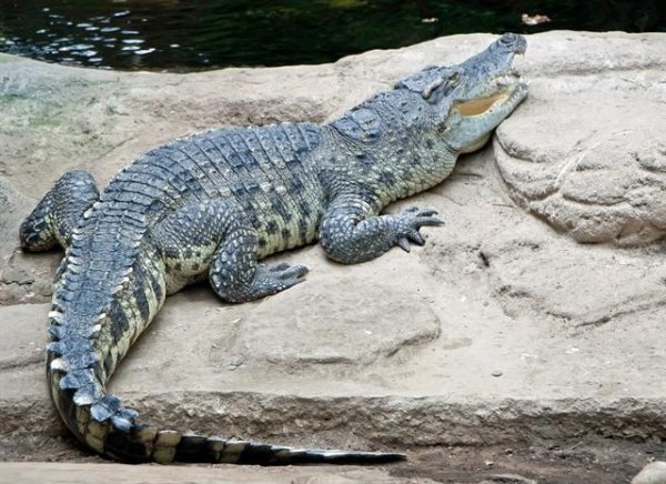 Siamese Crocodile