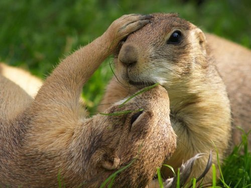 Prairie Dogs