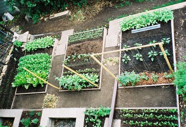 Planting a Kitchen Garden