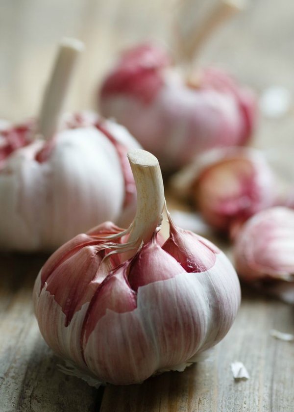 Garlic