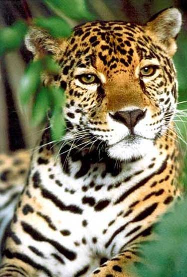 Jaguar