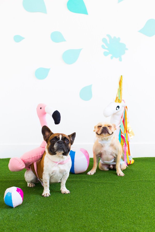 dog, play, dog like mammal, illustration,