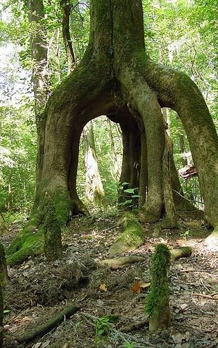 South Carolina – Congaree National Park