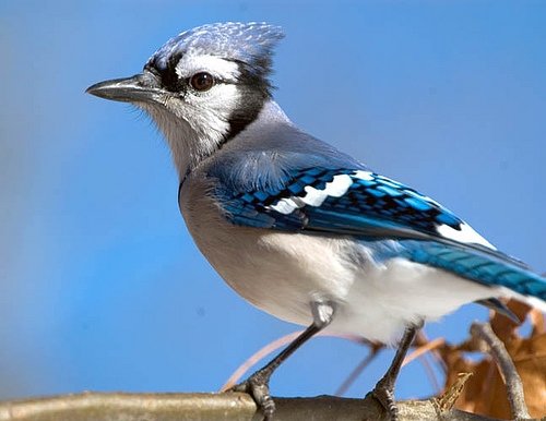 Blue Jay