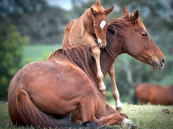 7 Baby Animals to Look Forward to This Spring ...