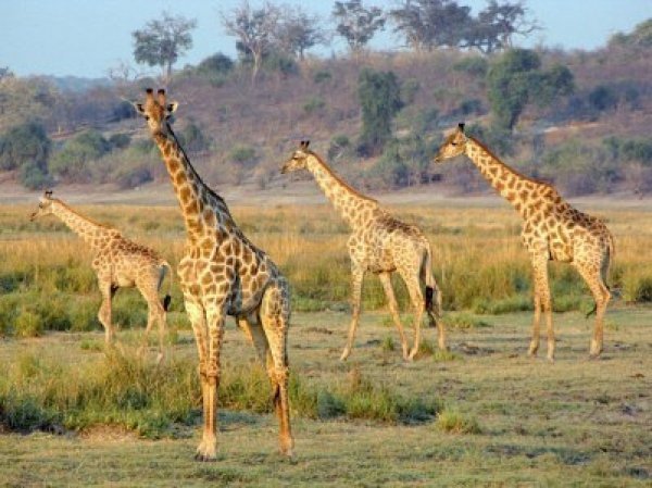 Chobe National Park