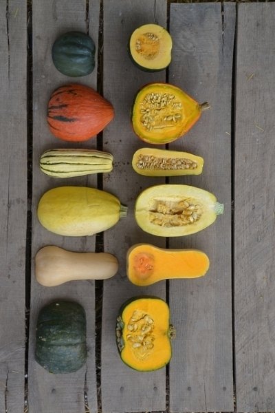 Winter Squash