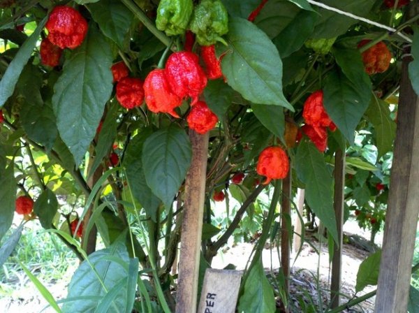 Carolina Reaper