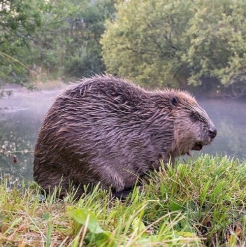 beaver, fauna, mammal, nature reserve, rodent,