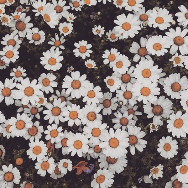 flower, textile, pattern, design, material,