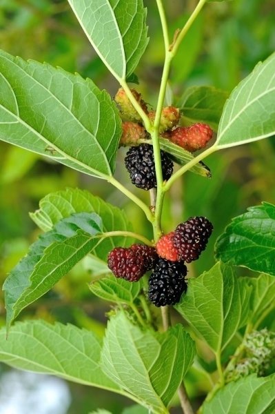 Mulberry Bush