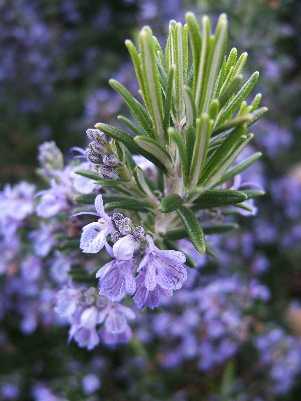 Rosemary Leaves to Get Rid of Dandruff