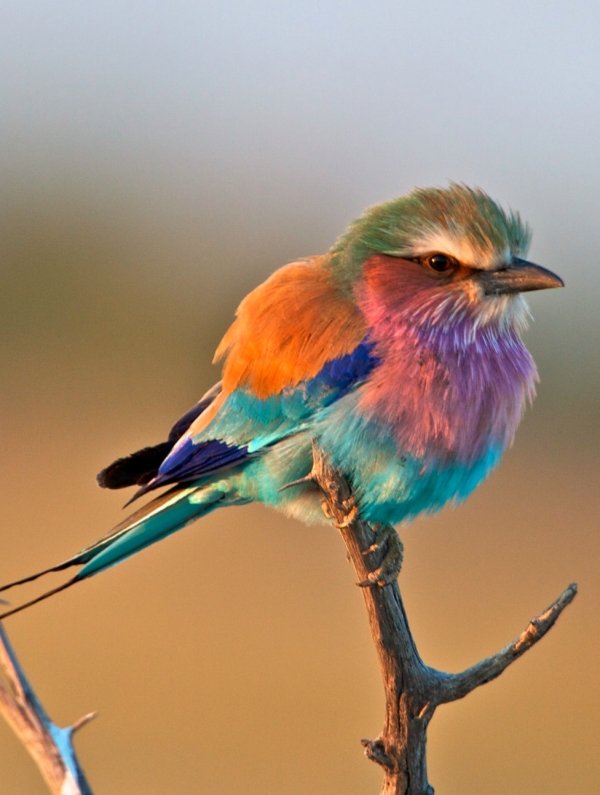 Lilac Breasted Roller Bird