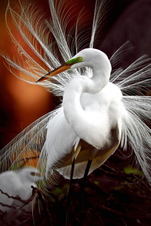 Egret