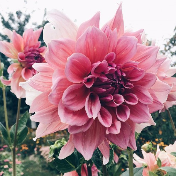 flower, dahlia, plant, pink, land plant,