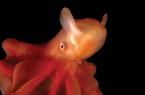 Dumbo Octopus