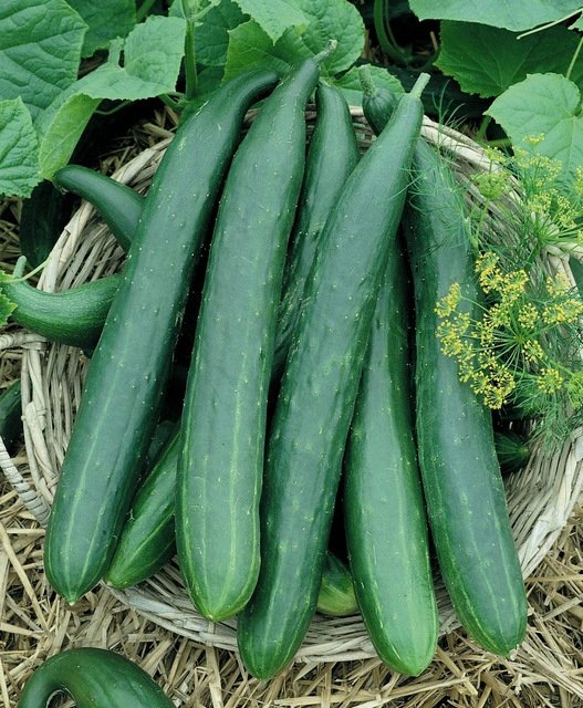 Cucumbers