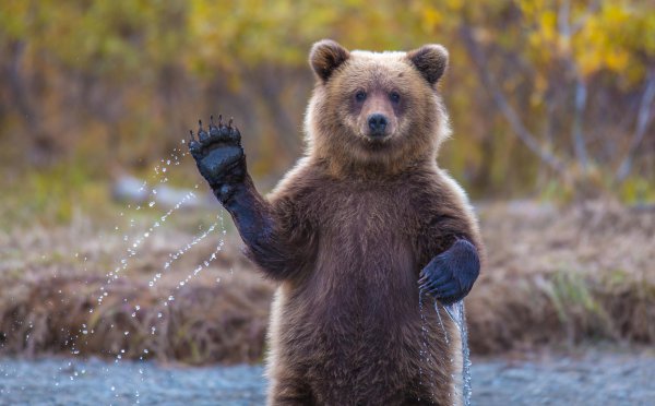 brown bear, grizzly bear, mammal, vertebrate, wildlife,