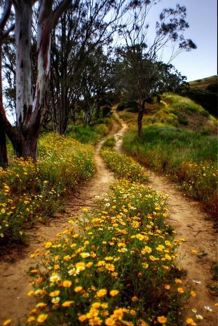 Wildflowers on a Country Road