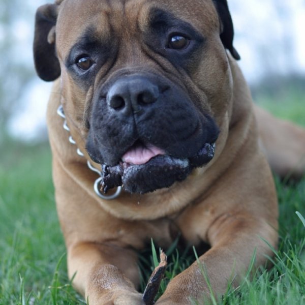 dog,mammal,vertebrate,dog breed,bullmastiff,