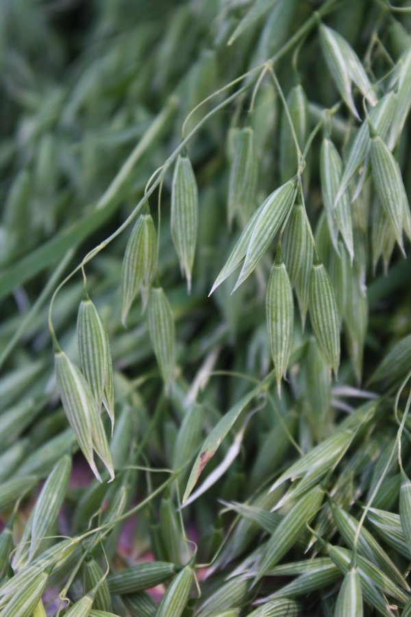 Oat Straw Tea