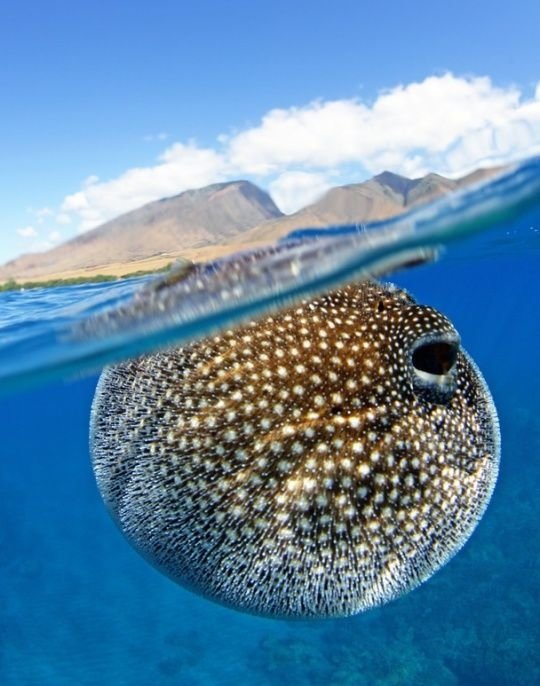 Puffer Fish