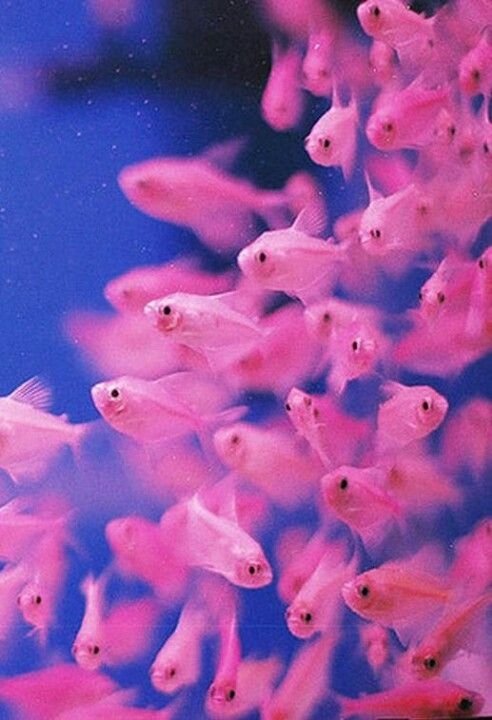 Pink Fish