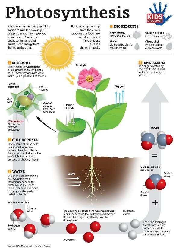 Photosynthesis